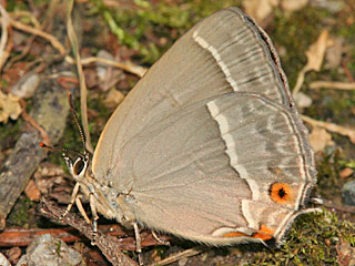 Weibchen Blauer Eichenzipfelfalter Neozephyrus quercus Purple Hairstreak