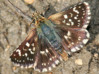 Roter Wrfel-Dickkopffalter Spialia sertorius  Red-underwing skipper