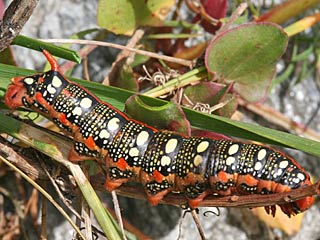 Raupe Hyles euphorbiae Wolfsmilchschwrmer Spurge Hawk-moth