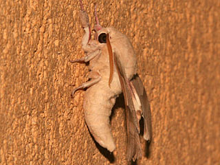 Marumba quercus Eichenschwärmer Oak Hawk-moth