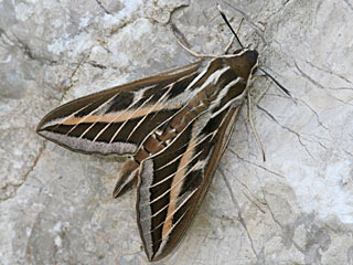 Linienschwärmer Hyles livornica  Striped Hawk-moth