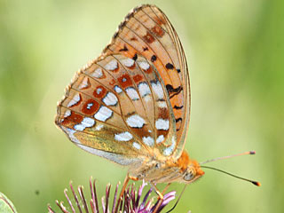 Mrzveilchen-Perlmutterfalter Feuriger Perlmutterfalter Argynnis adippe High Brown Fritillary