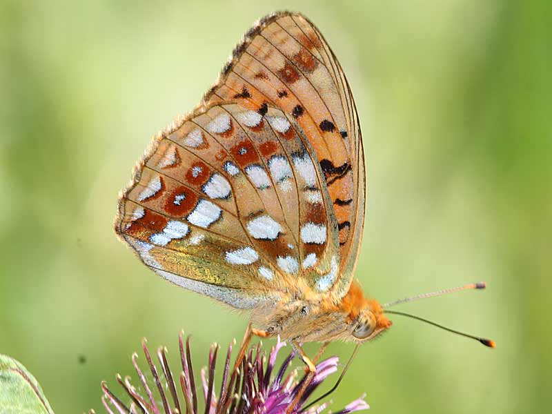 Mrzveilchen-Perlmutterfalter Feuriger Perlmutterfalter Argynnis adippe High Brown Fritillary