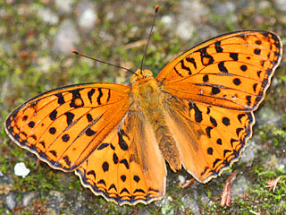 Mnnchen Mrzveilchen-Perlmutterfalter Feuriger Perlmutterfalter Argynnis adippe High Brown Fritillary