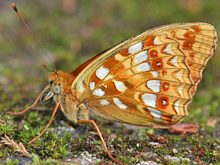 Mrzveilchen-Perlmutterfalter Feuriger Perlmutterfalter Argynnis adippe High Brown Fritillary