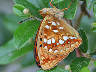 Mrzveilchen-Perlmutterfalter Feuriger Perlmutterfalter Argynnis adippe High Brown Fritillary