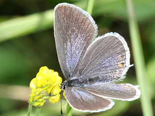 Cupido argiades  Kurzschwnziger Bluling Short-tailed Blue