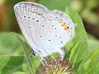 Eiablage Cupido argiades  Kurzschwnziger Bluling Short-tailed Blue