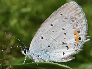 Mnnchen Cupido argiades  Kurzschwnziger Bluling Short-tailed Blue