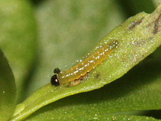 Eirupchen Pieris mannii  Karst-Weiling Southern Small White