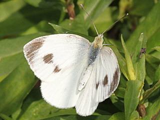 Pieris mannii  Karst-Weißling Southern Small White