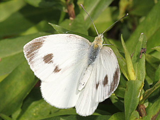 Pieris mannii  Karst-Weiling Southern Small White