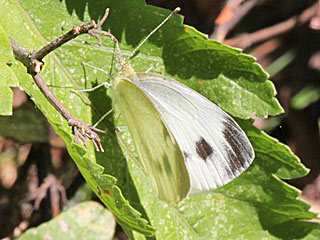 Pieris mannii  Karst-Weiling Southern Small White