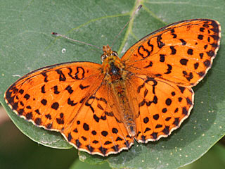 Brombeer-Perlmutterfalter  Brenthis daphne