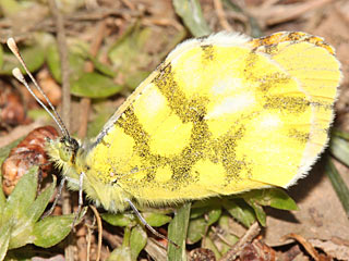 Gelber Aurorafalter  Anthocharis euphenoides