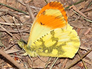 Gelber Aurorafalter  Anthocharis euphenoides