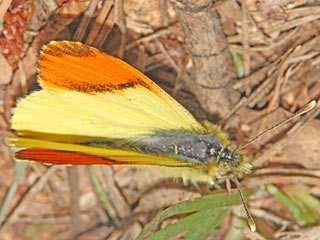 Gelber Aurorafalter  Anthocharis euphenoides