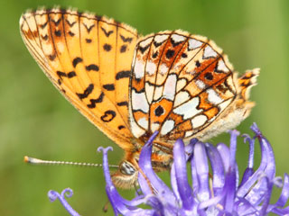 Braunfleckiger Perlmutterfalter  Boloria selene