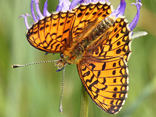 Braunfleckiger Perlmutterfalter  Boloria selene