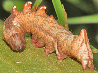 Dromedar-Zahnspinner  Notodonta dromedarius  Iron Prominent