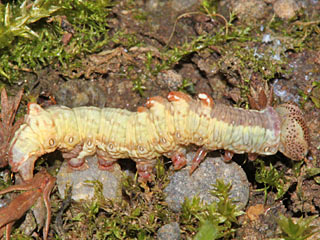 Dromedar-Zahnspinner  Notodonta dromedarius  Iron Prominent