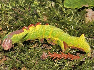 Raupe Dromedar Zahnspinner Notodonta dromedarius