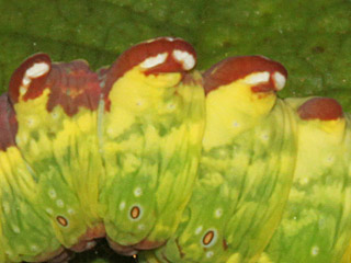 Dromedar-Zahnspinner  Notodonta dromedarius  Iron Prominent