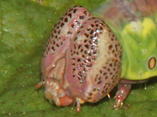 Dromedar-Zahnspinner  Notodonta dromedarius  Iron Prominent