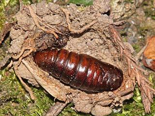 Dromedar-Zahnspinner  Notodonta dromedarius  Iron Prominent