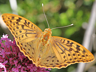 FKardinal Argynnis pandora