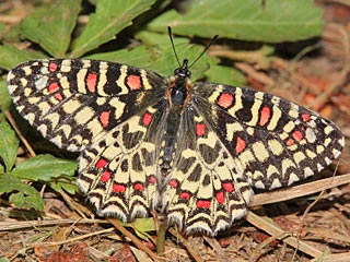 Spanischer Osterluzeifalter  Zerynthia rumina  Spanish Festoon