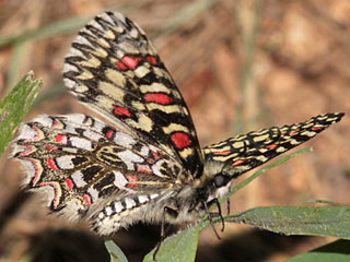 Spanischer Osterluzeifalter  Zerynthia rumina  Spanish Festoon