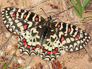 Weibchen Spanischer Osterluzeifalter  Zerynthia rumina  Spanish Festoon