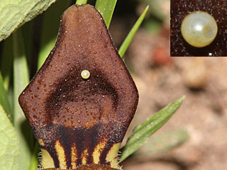 Ei  Spanischer Osterluzeifalter  Zerynthia rumina  Spanish Festoon