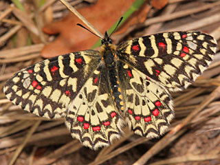Spanischer Osterluzeifalter  Zerynthia rumina  Spanish Festoon
