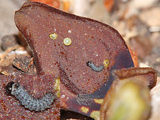 Eirupchen + Ei  Spanischer Osterluzeifalter  Zerynthia rumina  Spanish Festoon