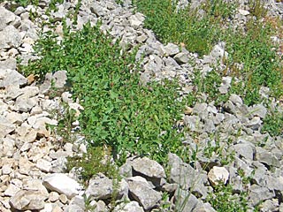 Biotop  Spanischer Osterluzeifalter  Zerynthia rumina  Spanish Festoon