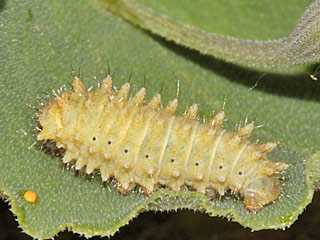 Halberwachsene Raupe  Spanischer Osterluzeifalter  Zerynthia rumina  Spanish Festoon