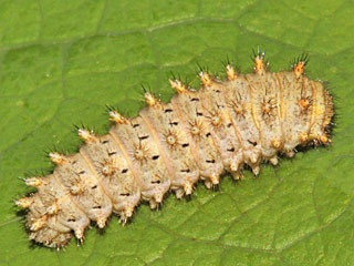 Raupe  Spanischer Osterluzeifalter  Zerynthia rumina  Spanish Festoon