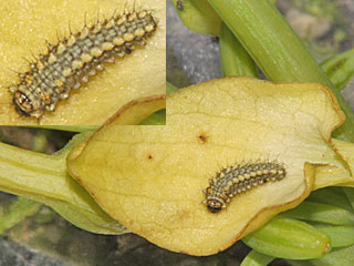 Raupe  Spanisc<her Osterluzeifalter