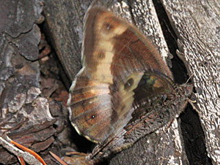 Hipparchia genava (?)  Walliser Waldportier