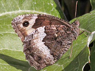 Hipparchia genava (?)  Walliser Waldportier