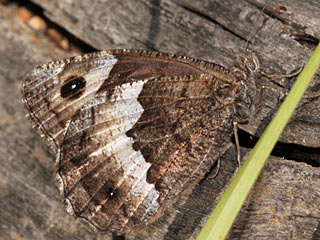 Hipparchia genava (?)  Walliser Waldportier