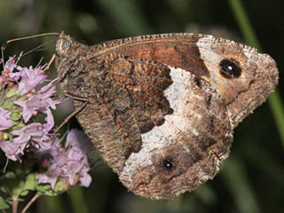 Hipparchia genava (?)  Walliser Waldportier