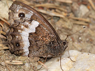 Hipparchia genava (?)  Walliser Waldportier