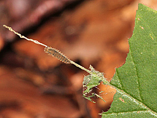 Kleiner Eisvogel  Limenitis camilla White Admiral