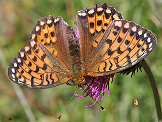 Groer Perlmutterfalter Argynnis aglaja Dark Green Fritillary