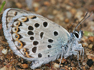 Plebejus bellieri