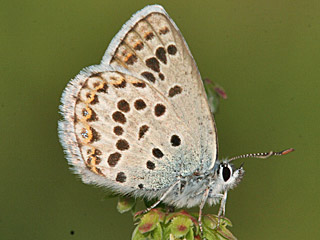 Plebejus bellieri