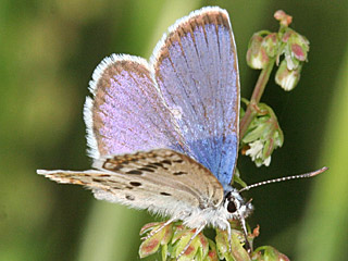 Plebejus bellieri